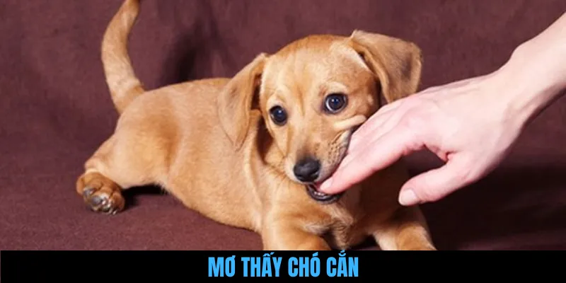Giải Mã Nằm Mơ Thấy Chó Cắn Và Chi Tiết Điềm Báo Sắp Tới