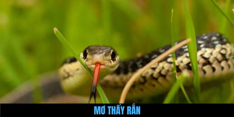Mơ Thấy Rắn - Giải Mã Điềm Lành Và Vận Hạn Cho Người Mơ